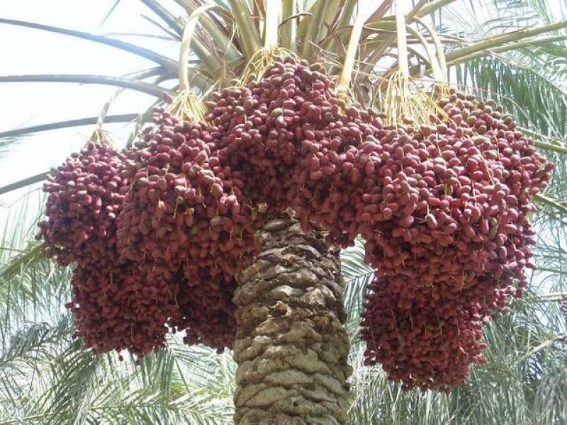 تولید نهال خرمای کلوته در جنوب کرمان ضرورت دارد